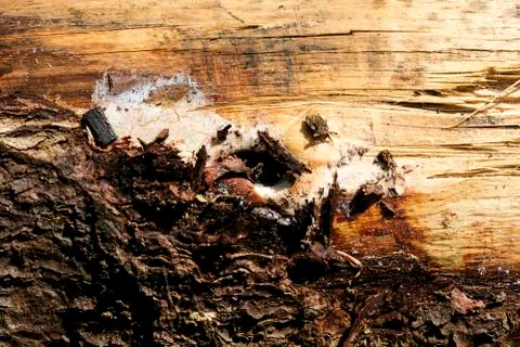 Tree surface macro abstract background 50,6 Megapixels 6480 with 4320 Pixels Stock Photos