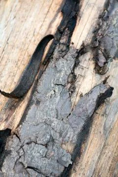 Tree surface macro background fine art in high quality prints products fifty  Stock Photos
