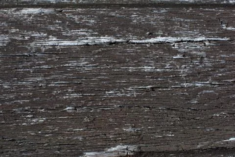 Tree Surface texture Stock Photos