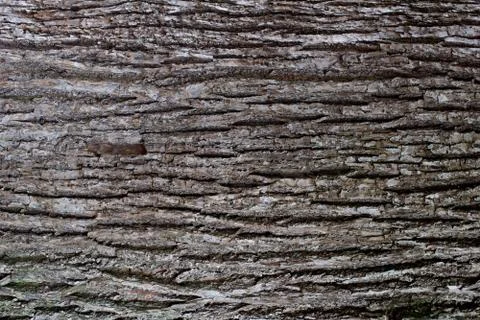Tree Surface texture Stock Photos