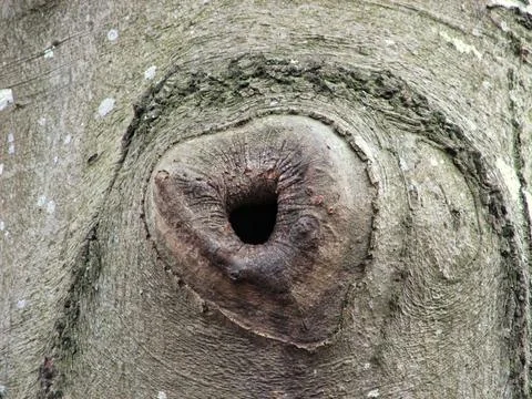 Tree Surface Textures. Investigating Detailed Textures And Patterns Of Natu.. Stock Photos