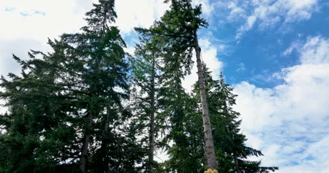 Tree Surgeon Arfully Limbs a Deadwood Branch Off of Douglas Fir Tree With Ch Stock Footage 208774368