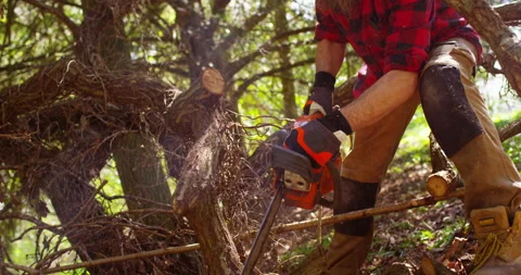 Tree surgeon chainsawing wood trunk with big chainsaw. Stock Footage 154435505