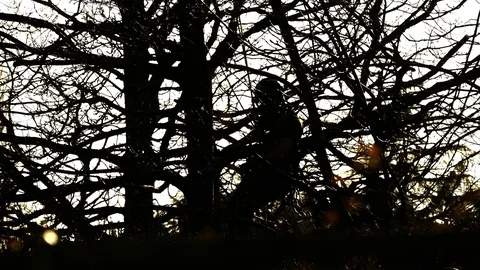 Tree surgeon climbing down a tree then cutting a branch. Stock Footage 73510280