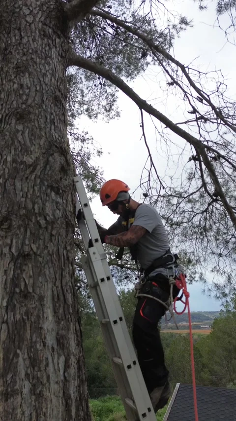 Tree surgeon climbing ladder during tree pruning Stock Footage 301859979