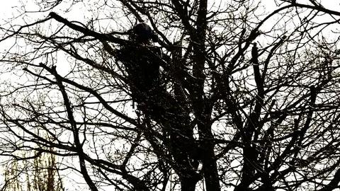 Tree surgeon cutting a branch with a chainsaw. Stock Footage 73510282