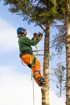 Tree Surgeon cutting down a Conifer tree. UK Stock Photos