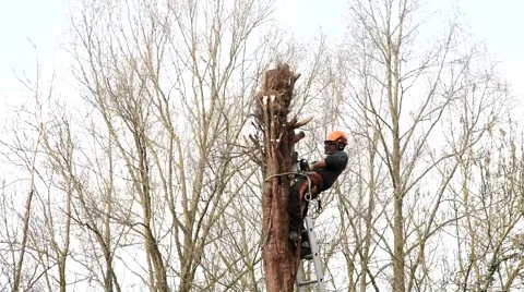 Tree surgeon cutting down tree with a chain saw in English country garden in UK. Видео 63815531