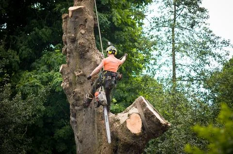 Tree surgeon felling a tree using safety equipment, UK Stock Photos