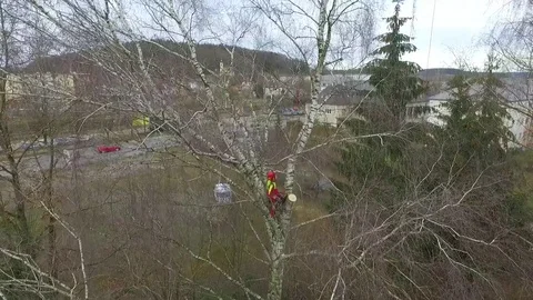 Tree surgeon hanging from ropes in the crown of a tree using a chainsaw Stockbeeldmateriaal 83375724