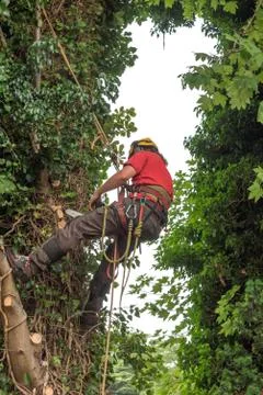 Tree Surgeon in a harness. Foto stock