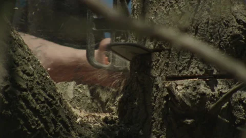 A Tree Surgeon Making Short Work of Removing a Tree Branch Vídeos de archivo 137454869