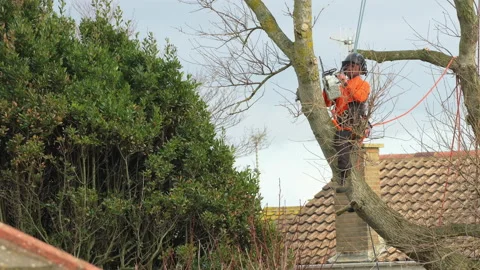 Tree surgeon or arborist pruning, power saw, pollarding, dangerous occupation UK Stock Footage 232043401
