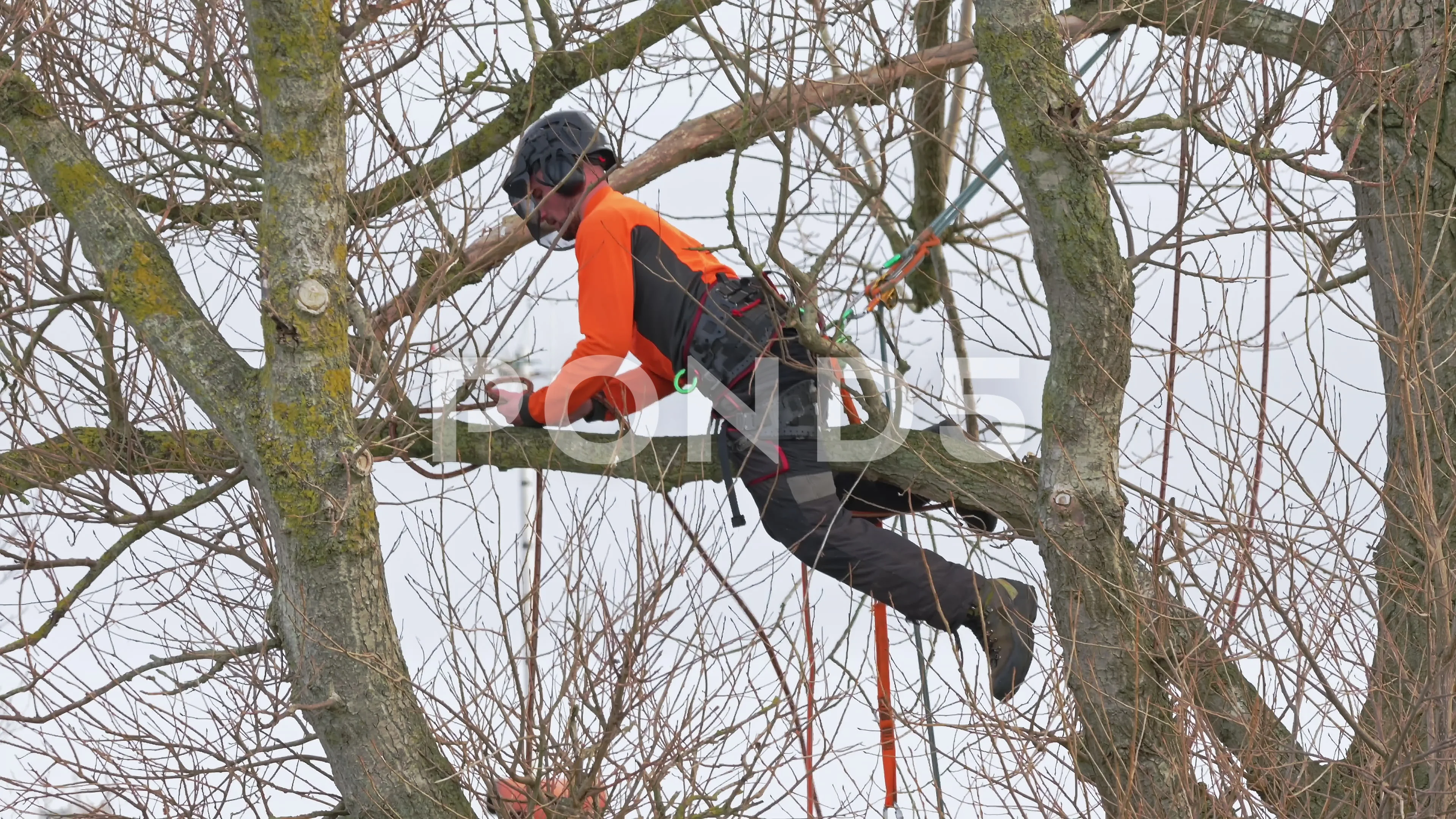 A Tree Surgeon or Arborist using safety ropes stands on a tree