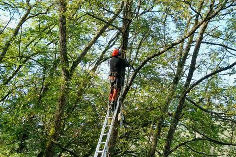 Tree Surgeon. Stock Photos