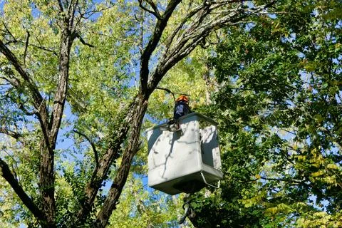 Tree Surgeon. Stock Photos