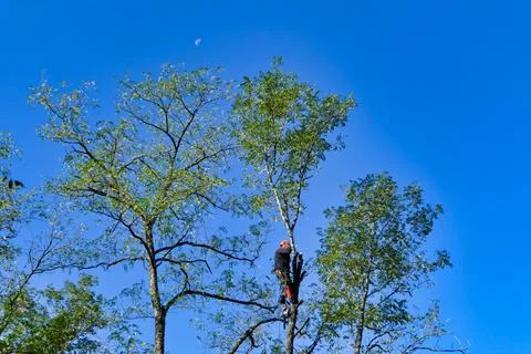 Tree Surgeon. Stock Photos