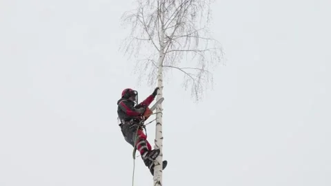 A tree surgeon removes a tree in winter. Stock Footage 233741420