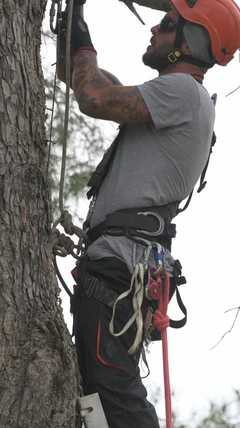 Tree surgeon securing himself to tree trunk using rope access techniques Stock Footage 302960308