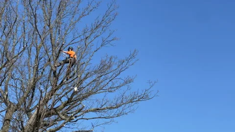 Tree Surgeon on a sunny day 스톡 동영상 152646927