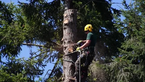 Tree Surgeon Topping a Tree Video stock 179746138