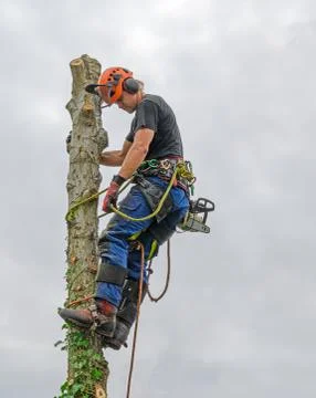 Tree Surgeon on Tree top. Foto stock