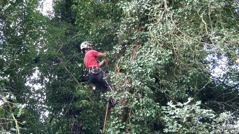Tree Surgeon at work Stock Footage 96038930