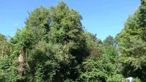 Tree Surgeon at work in a wood Stock Footage 96038776