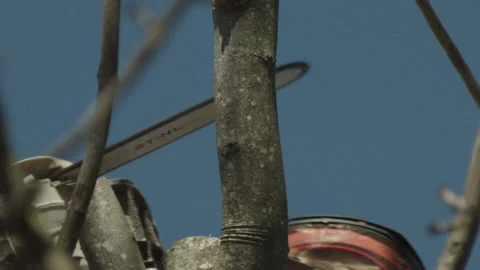 A Tree Surgeon Working on Cutting a Tree Down Vídeos de archivo 137455233