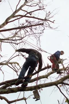 Tree surgeons trimming a tree Stock Photos