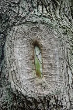 Tree surgery branch pruning wound scar Stock Photos