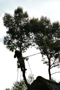Tree Surgery Stock Photos