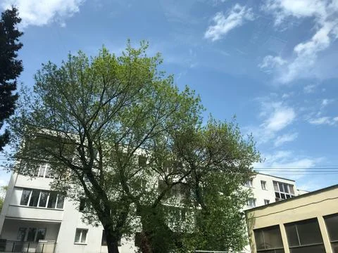A tree surround it by the buildings. Stock Photos