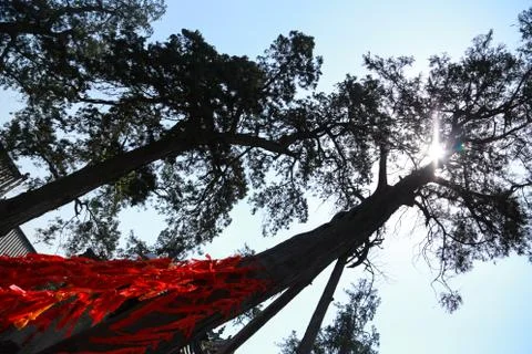Tree surround with red ribbon Stock Photos