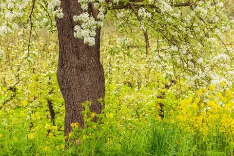 Tree surrounded by blossoming fruit trees and plants Stock Photos
