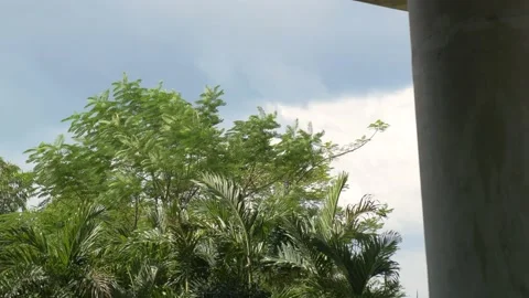 A tree surrounded by concrete under a bridge in Manila, Philippines Stock Footage 235525743