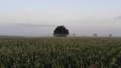 Tree surrounded with cornfield, morning misty atmosphere. Stockbeeldmateriaal 272621636