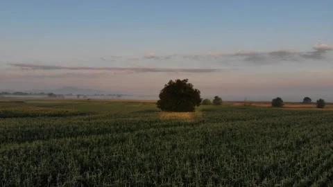 Tree surrounded with cornfield, while sunray start paint the golden magic. Stockbeeldmateriaal 272621671