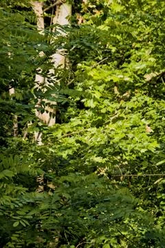 Tree surrounded by lush vegetation Stock Photos