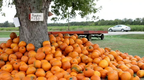 Tree surrounded by Pumpkins for sale Stockbeeldmateriaal 878660