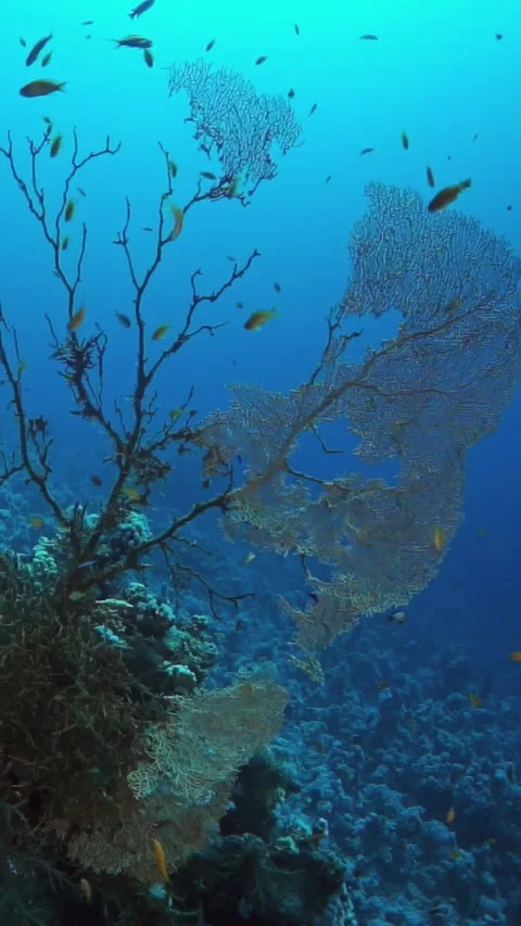 A tree is surrounded by a school of fish Stock Footage 276274693