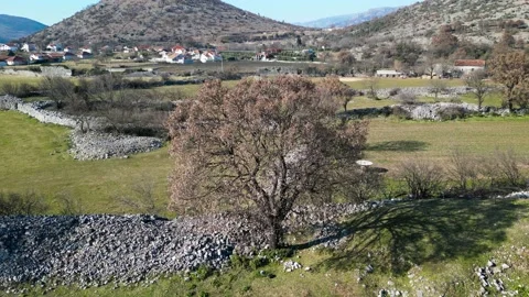 A tree surrounded by stone walls in the meadows Stock Footage 233290839