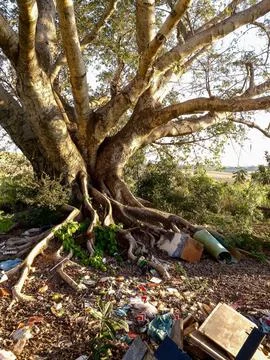 Tree surrounded by trash Stock Photos