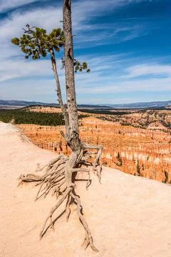 A tree survinvg in the sparse Bryce Canyon landscape Stock Photos