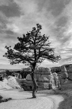 A tree survinvg in the sparse Bryce Canyon landscape Stock Photos