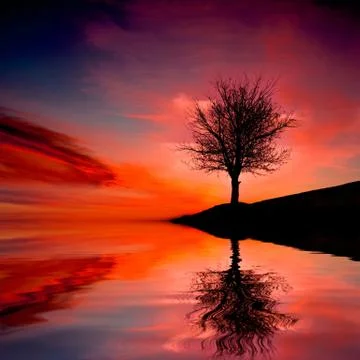 Tree on susnet Stock Photos