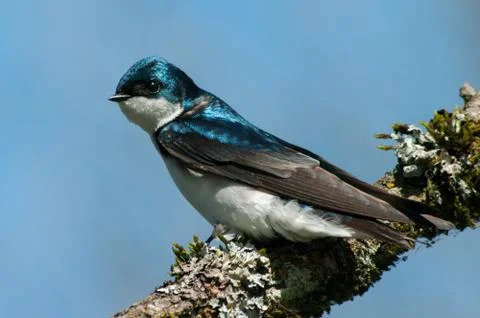 Tree Swallow and lichens on tree branch Stock Photos