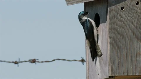 Tree swallow approaches nest box in slo-motion, 4k Stock Footage 152419132