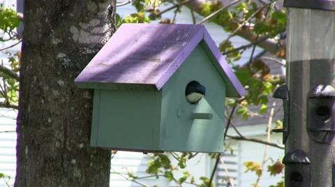 Tree Swallow in Bird House Stock Footage 32661490