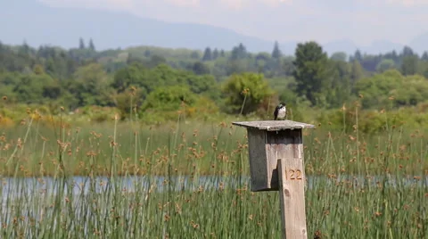 Tree Swallow bird on nesting box Stock Footage 50538609